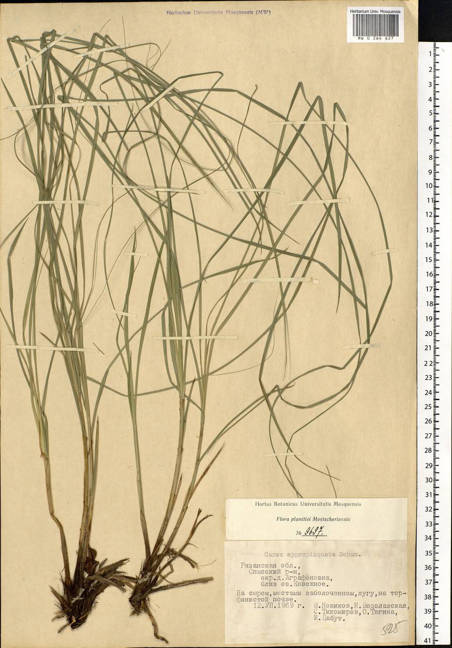Carex appropinquata Schumach., Eastern Europe, Central region (E4) (Russia)