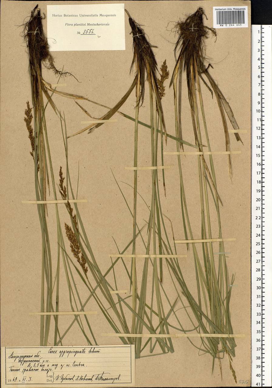 Carex appropinquata Schumach., Eastern Europe, Central region (E4) (Russia)