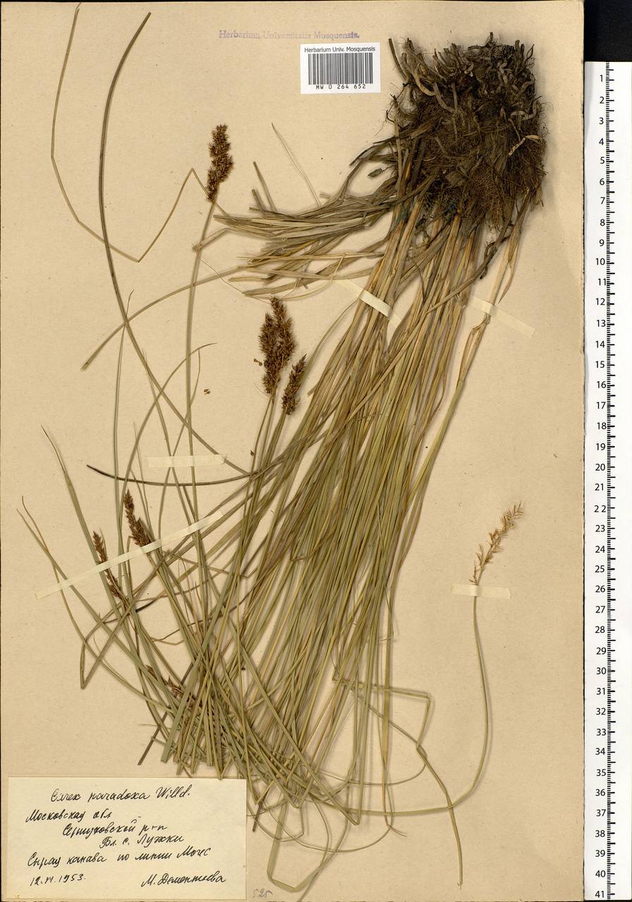 Carex appropinquata Schumach., Eastern Europe, Moscow region (E4a) (Russia)