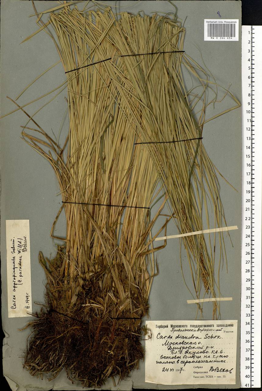 Carex appropinquata Schumach., Eastern Europe, Moscow region (E4a) (Russia)