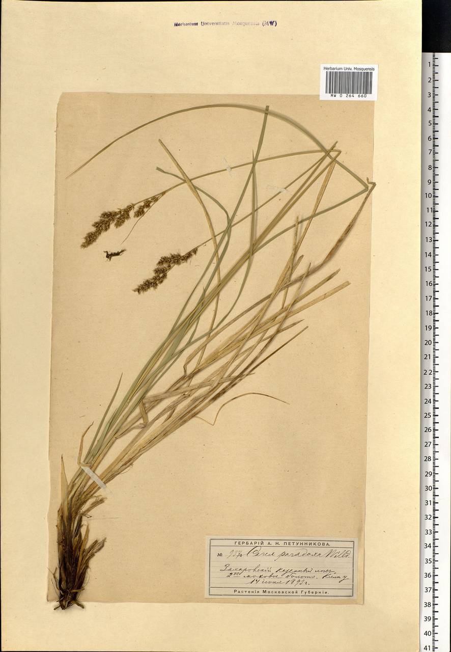 Carex appropinquata Schumach., Eastern Europe, Moscow region (E4a) (Russia)