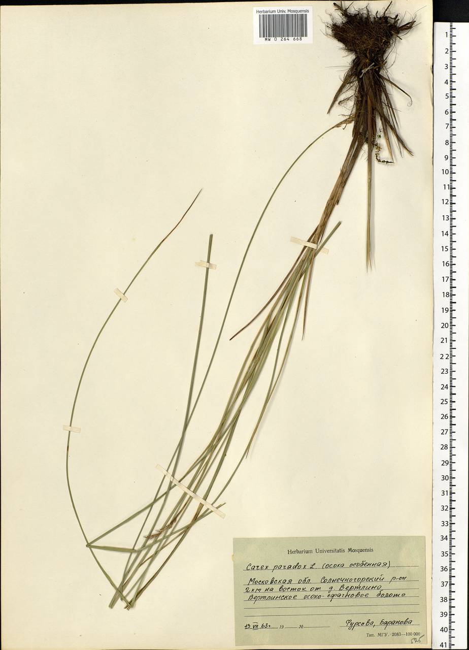 Carex appropinquata Schumach., Eastern Europe, Moscow region (E4a) (Russia)