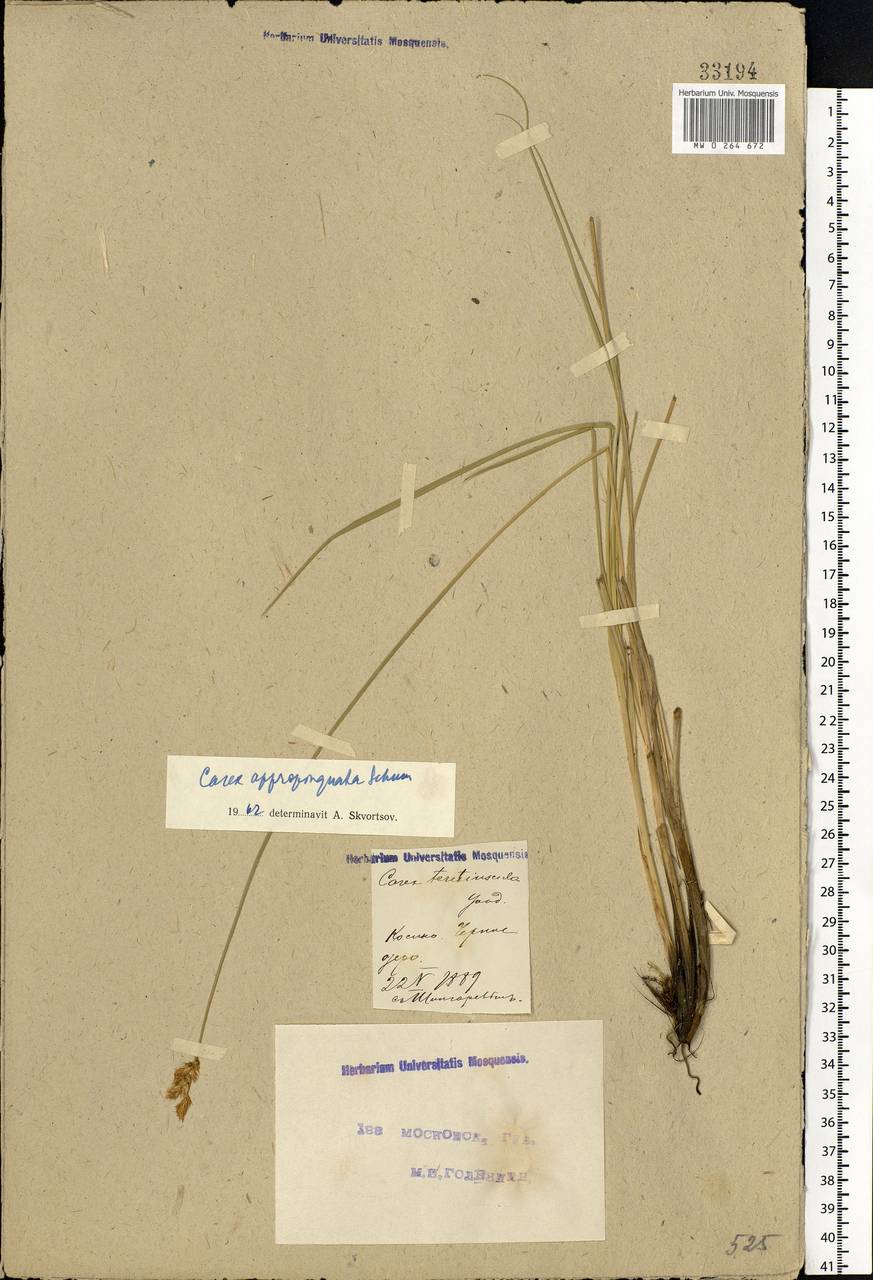 Carex appropinquata Schumach., Eastern Europe, Moscow region (E4a) (Russia)