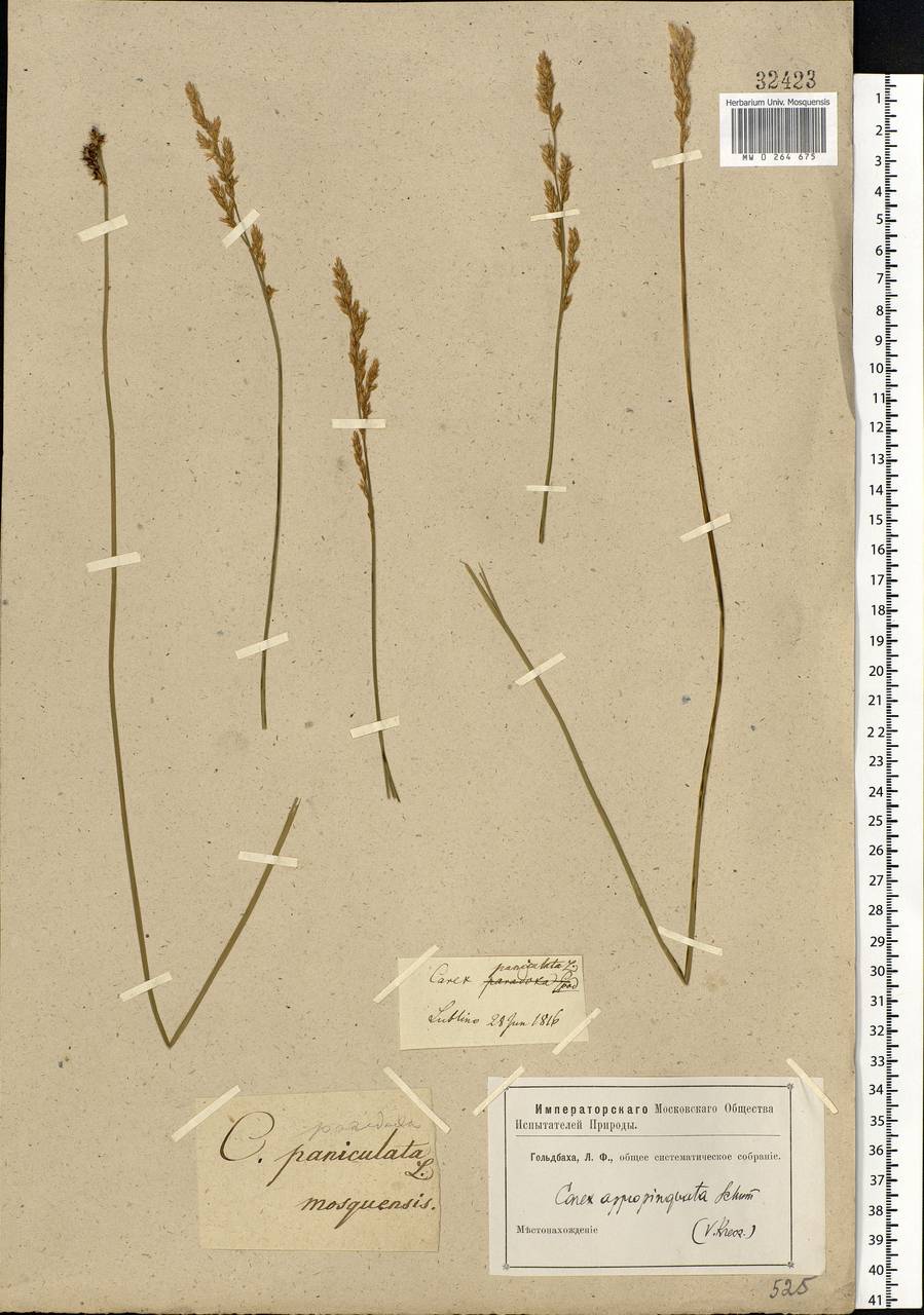 Carex appropinquata Schumach., Eastern Europe, Moscow region (E4a) (Russia)