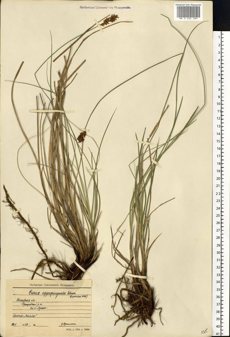 Carex appropinquata Schumach., Eastern Europe, Moscow region (E4a) (Russia)