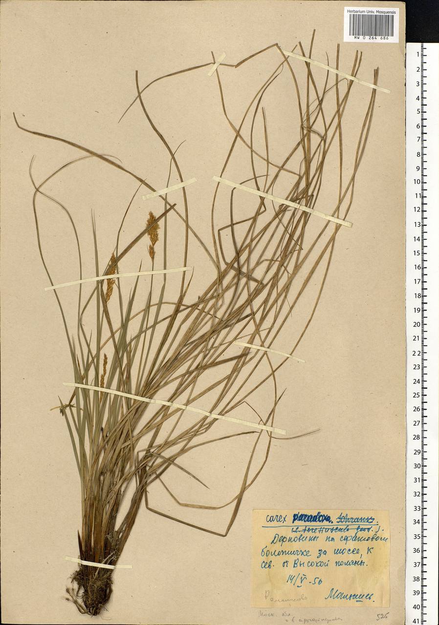 Carex appropinquata Schumach., Eastern Europe, Moscow region (E4a) (Russia)