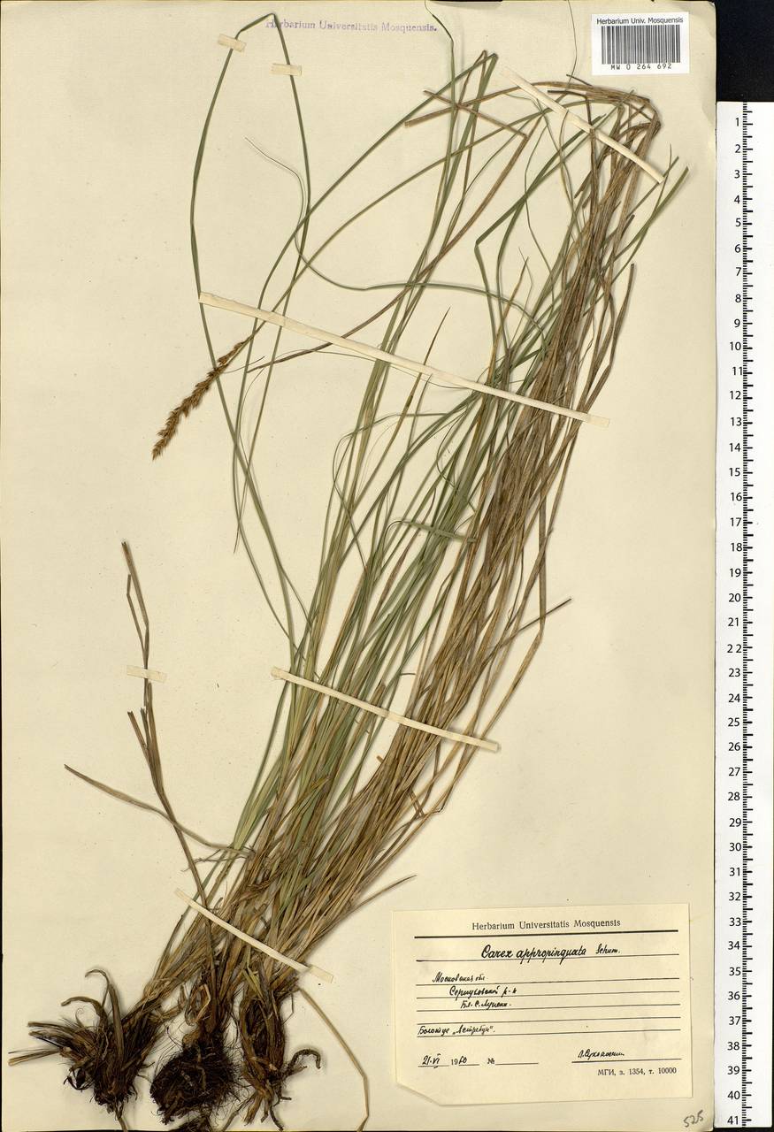 Carex appropinquata Schumach., Eastern Europe, Moscow region (E4a) (Russia)