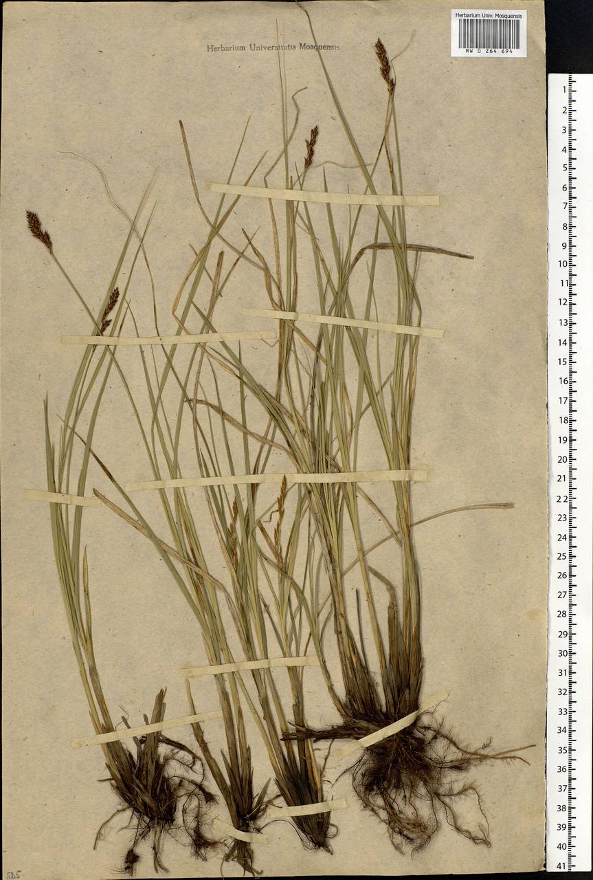 Carex appropinquata Schumach., Eastern Europe, Moscow region (E4a) (Russia)