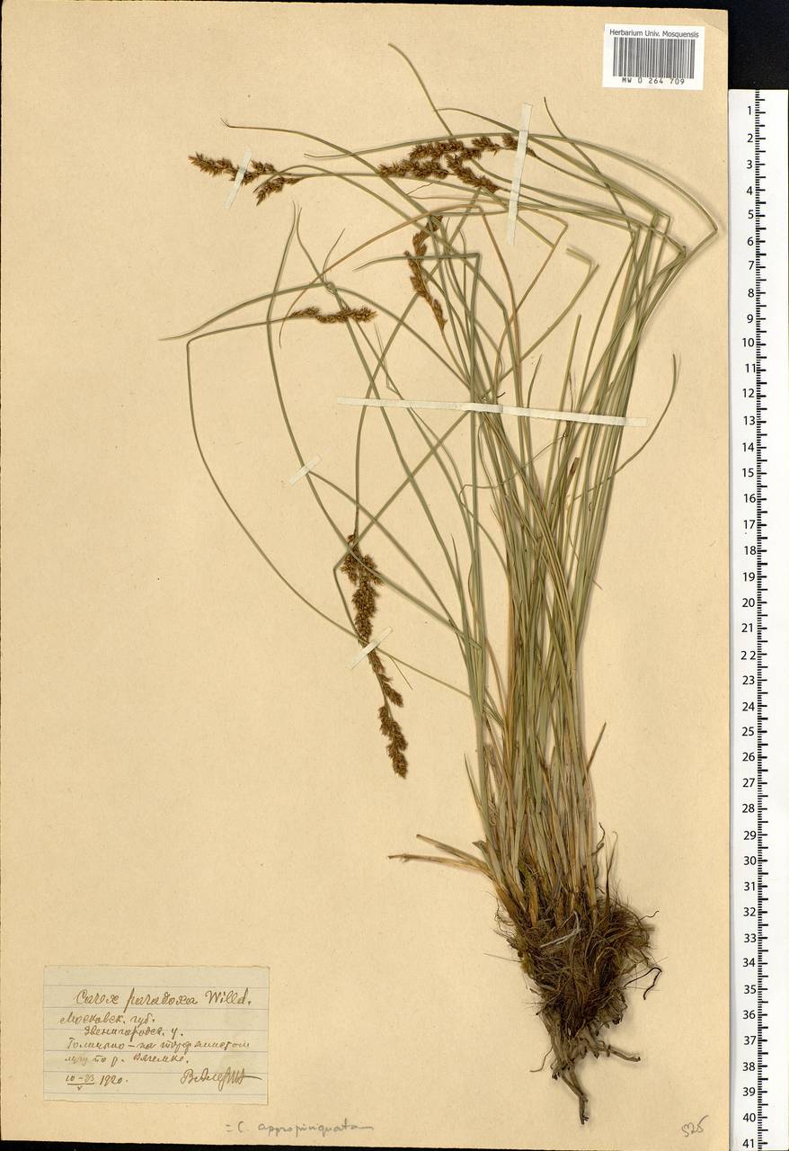 Carex appropinquata Schumach., Eastern Europe, Moscow region (E4a) (Russia)