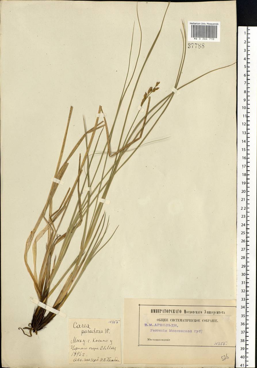 Carex appropinquata Schumach., Eastern Europe, Moscow region (E4a) (Russia)