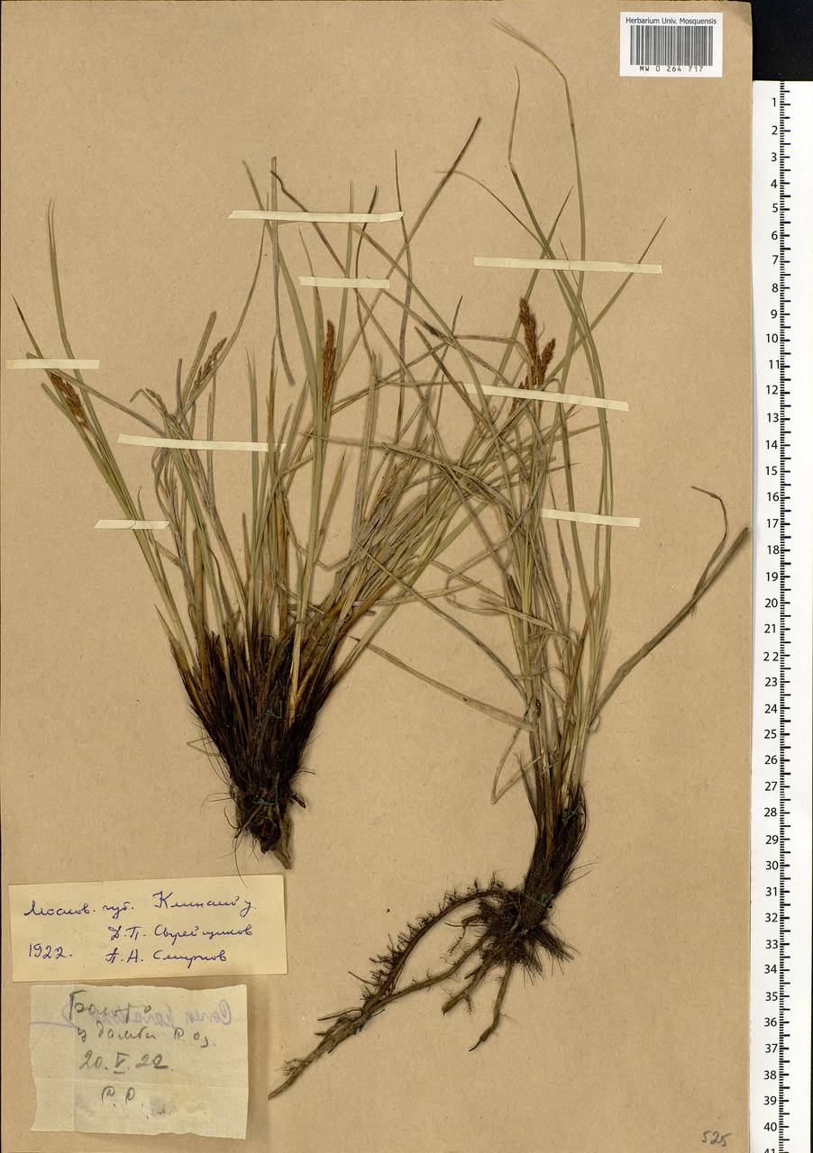 Carex appropinquata Schumach., Eastern Europe, Moscow region (E4a) (Russia)