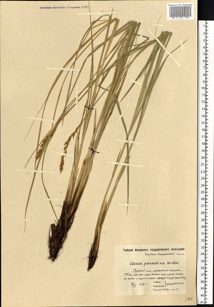 Carex appropinquata Schumach., Eastern Europe, Moscow region (E4a) (Russia)