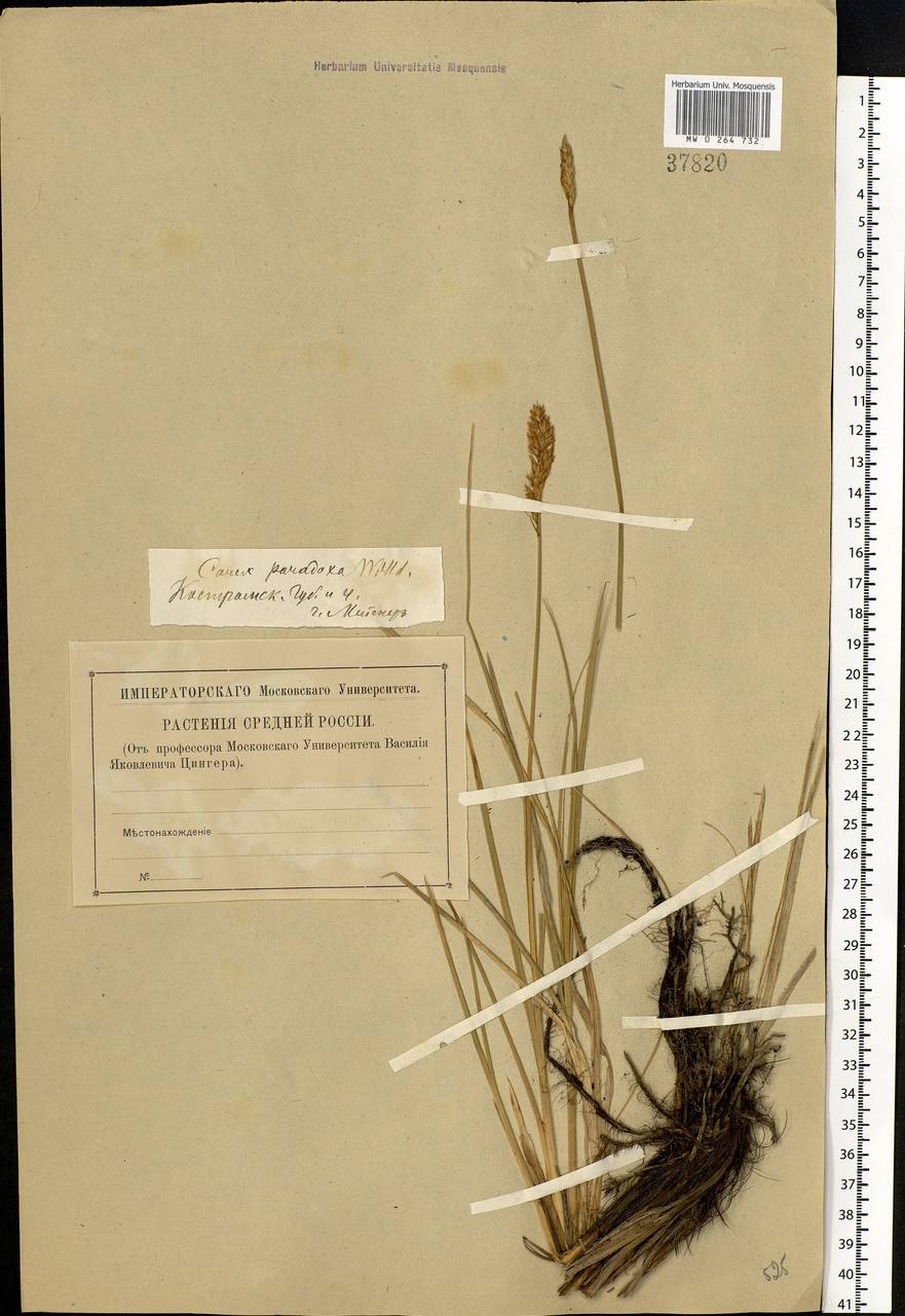 Carex appropinquata Schumach., Eastern Europe, Central forest region (E5) (Russia)