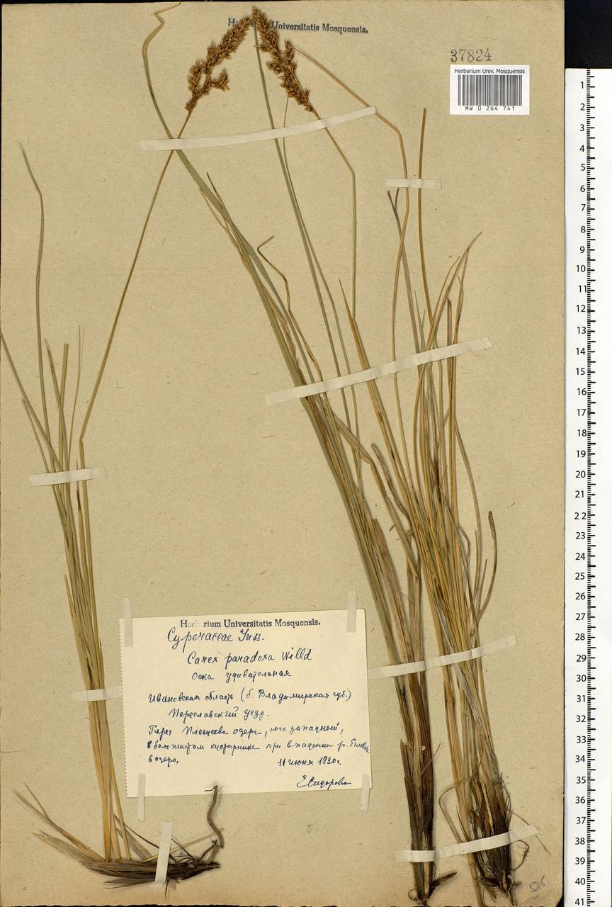 Carex appropinquata Schumach., Eastern Europe, Central forest region (E5) (Russia)