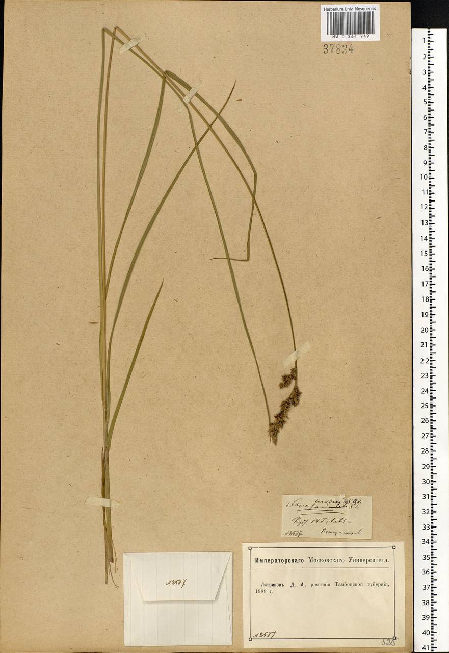 Carex appropinquata Schumach., Eastern Europe, Central forest-and-steppe region (E6) (Russia)