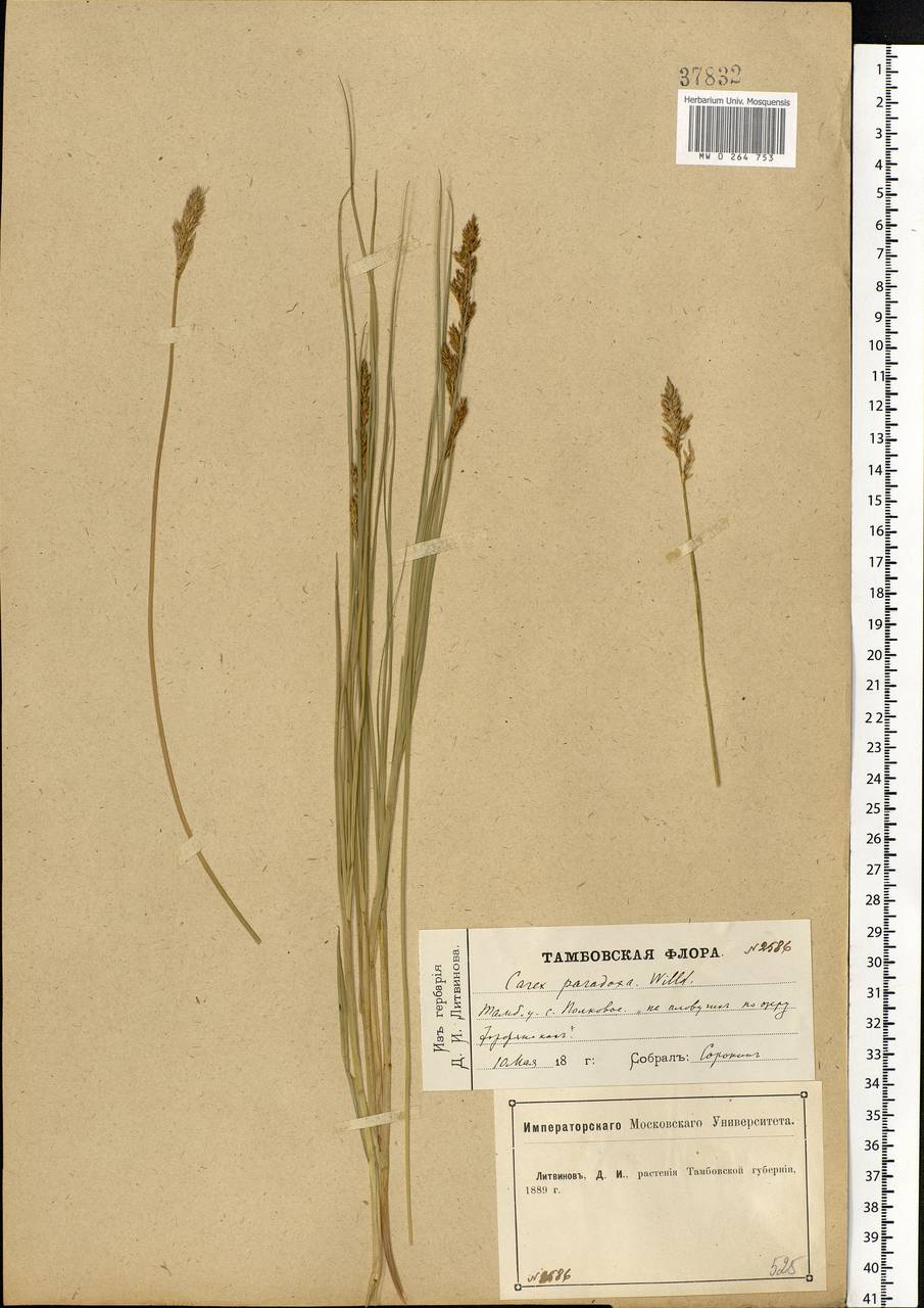 Carex appropinquata Schumach., Eastern Europe, Central forest-and-steppe region (E6) (Russia)