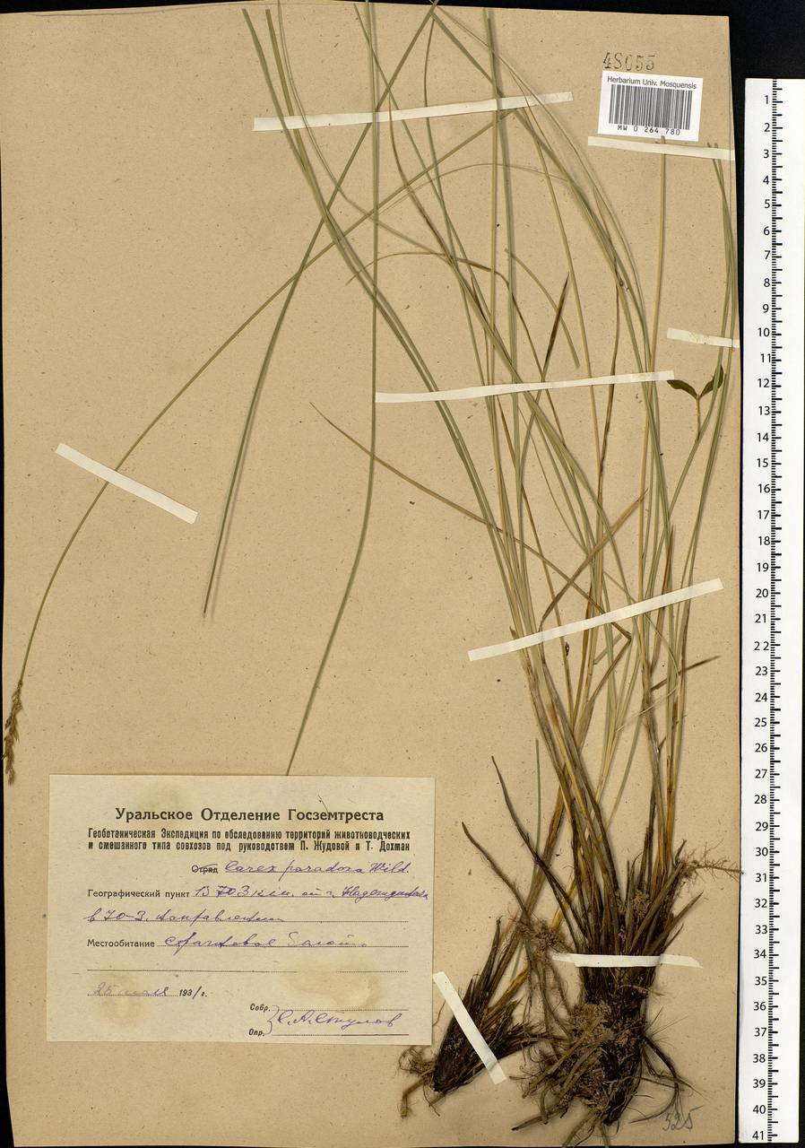 Carex appropinquata Schumach., Eastern Europe, Eastern region (E10) (Russia)