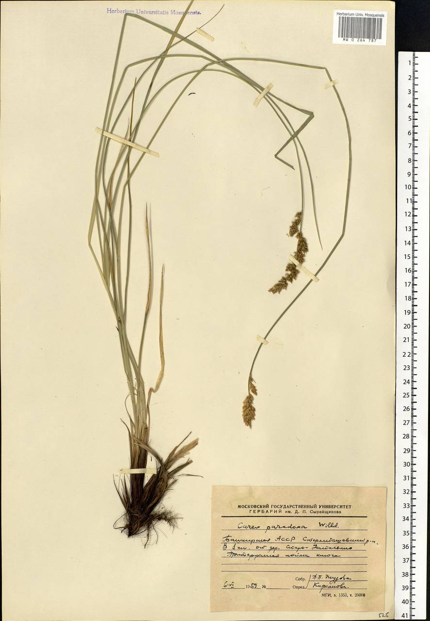 Carex appropinquata Schumach., Eastern Europe, Eastern region (E10) (Russia)