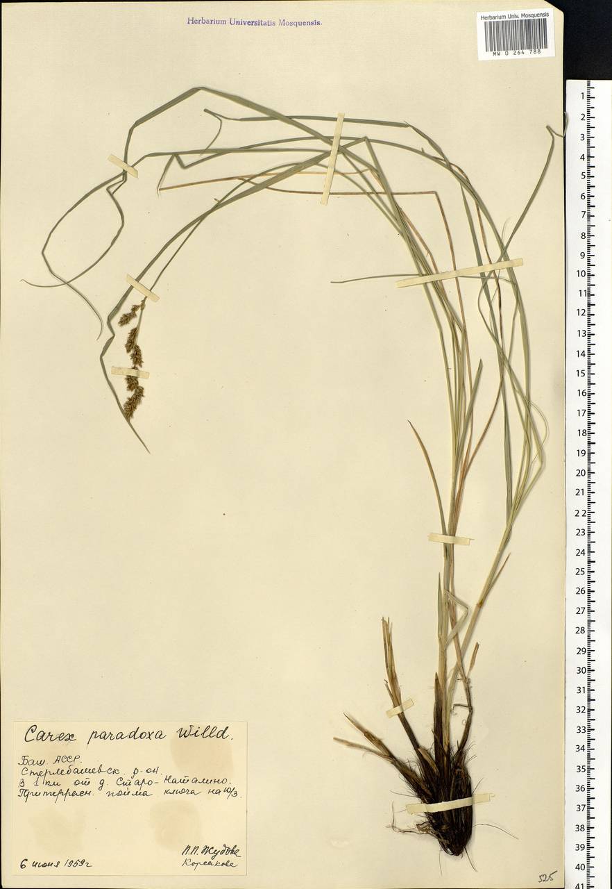 Carex appropinquata Schumach., Eastern Europe, Eastern region (E10) (Russia)