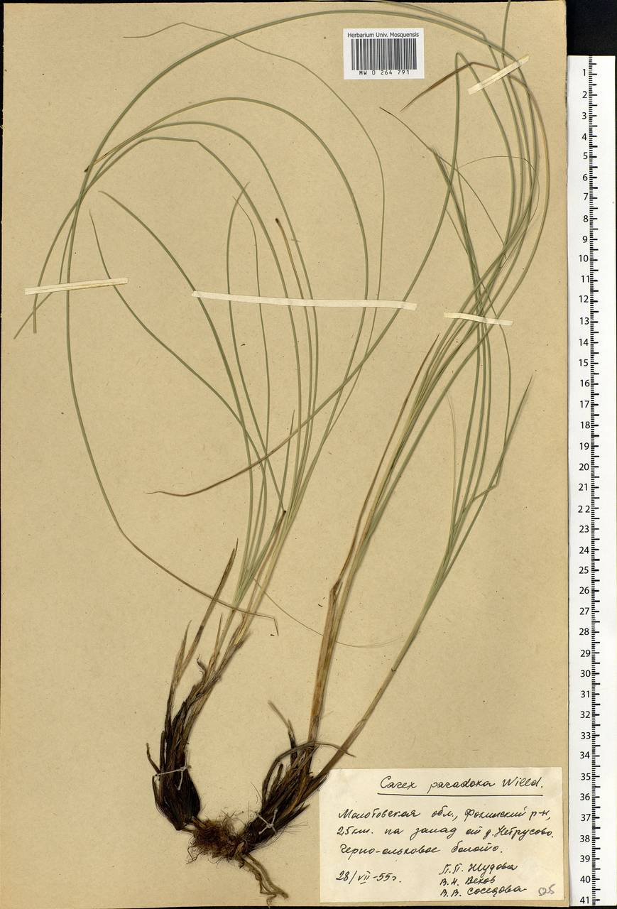 Carex appropinquata Schumach., Eastern Europe, Eastern region (E10) (Russia)