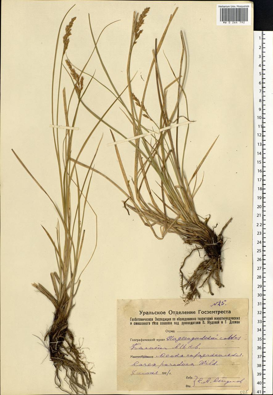 Carex appropinquata Schumach., Eastern Europe, Eastern region (E10) (Russia)