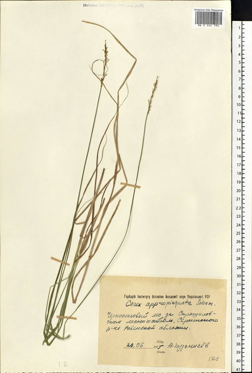 Carex appropinquata Schumach., Eastern Europe, West Ukrainian region (E13) (Ukraine)