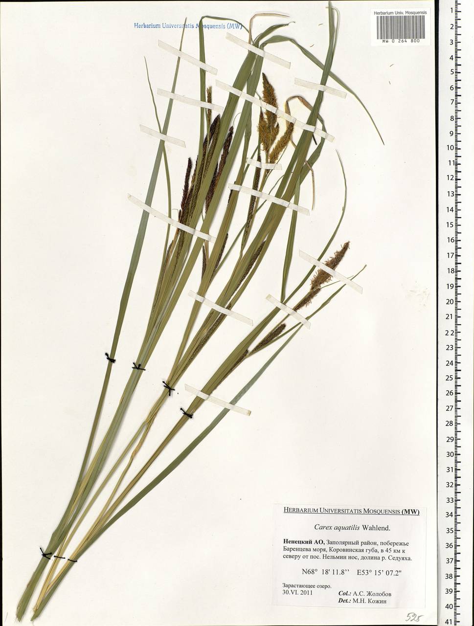 Carex aquatilis Wahlenb., Eastern Europe, Northern region (E1) (Russia)