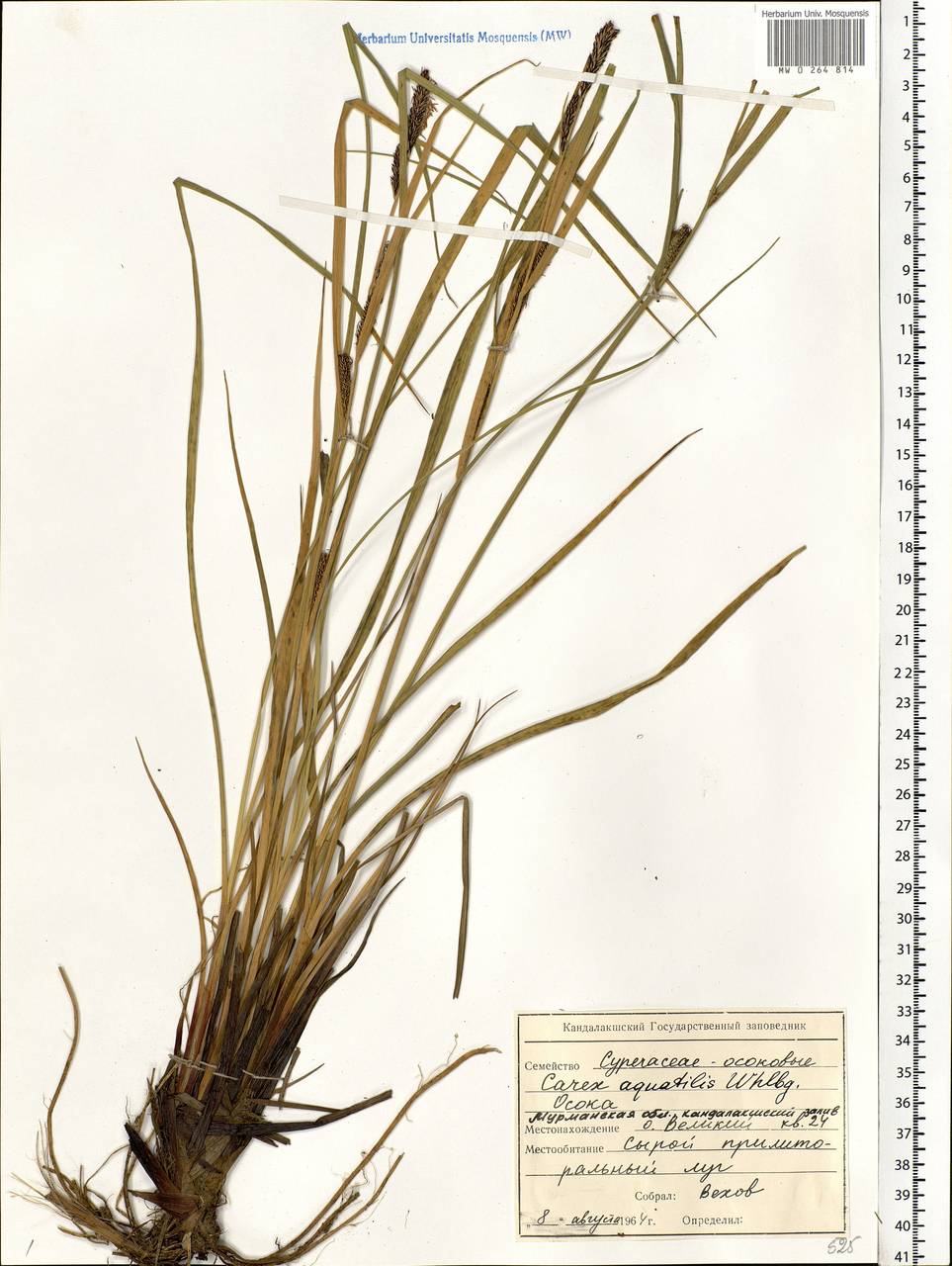 Carex aquatilis Wahlenb., Eastern Europe, Northern region (E1) (Russia)