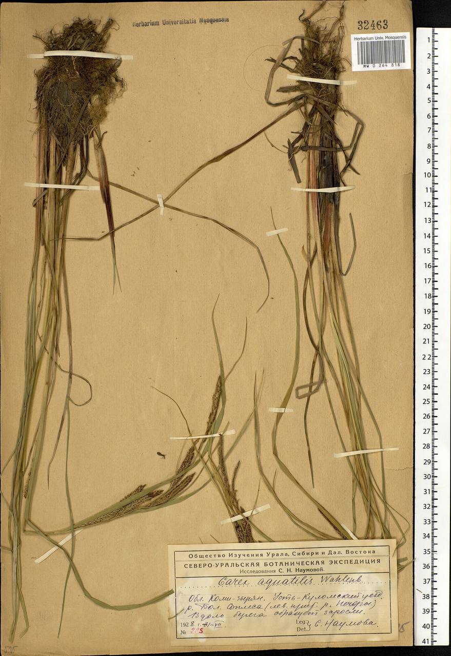 Carex aquatilis Wahlenb., Eastern Europe, Northern region (E1) (Russia)
