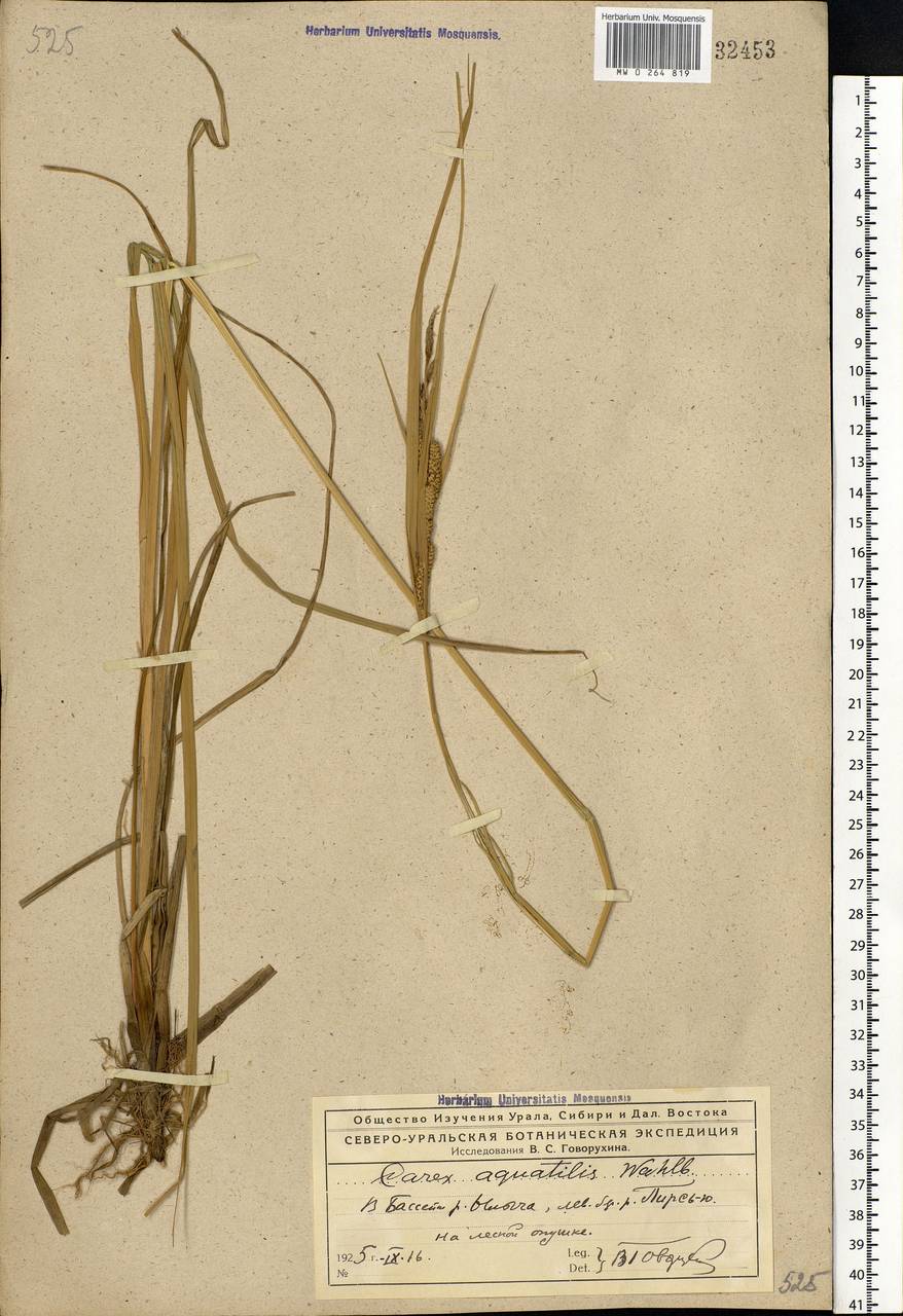 Carex aquatilis Wahlenb., Eastern Europe, Northern region (E1) (Russia)