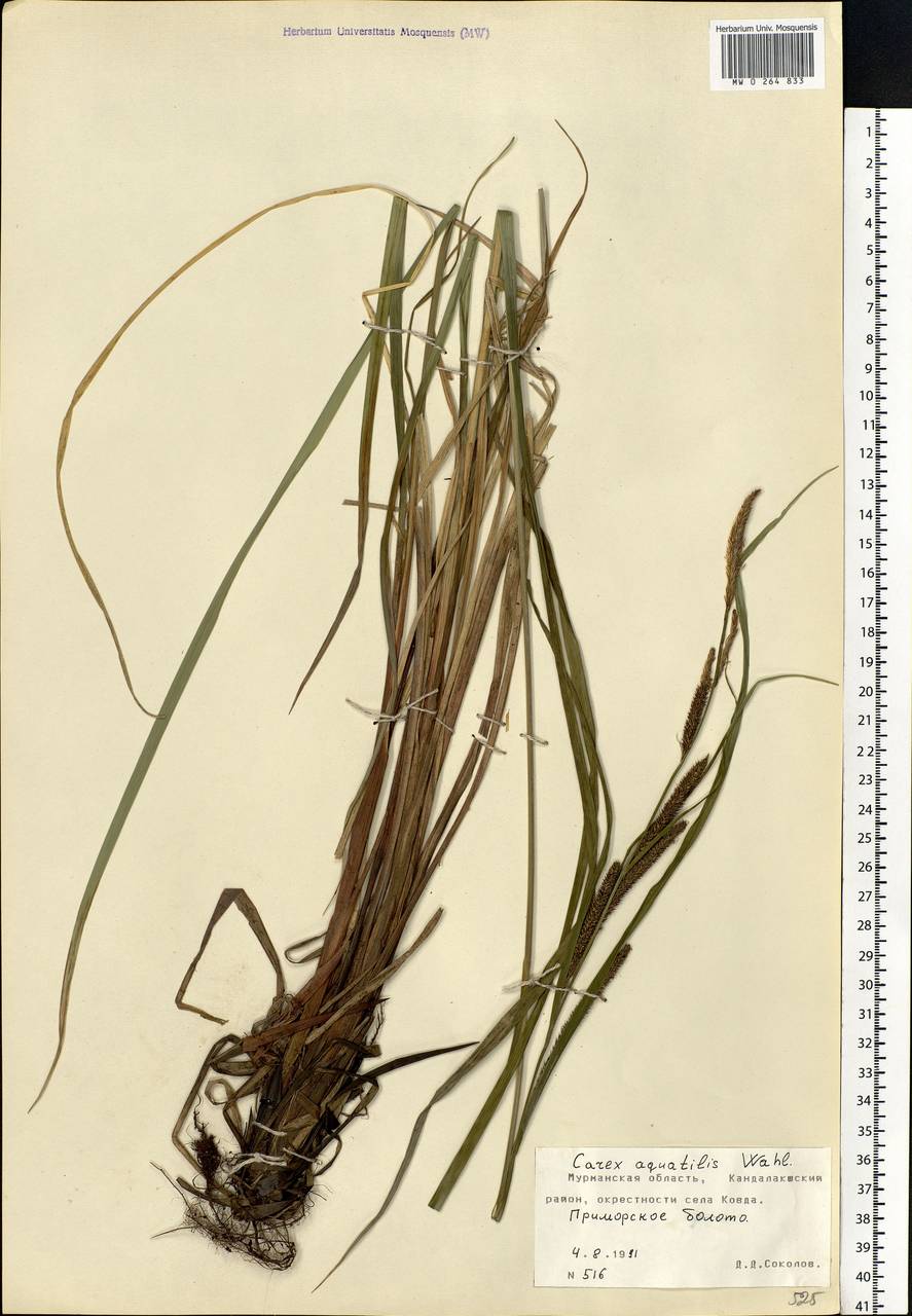 Carex aquatilis Wahlenb., Eastern Europe, Northern region (E1) (Russia)