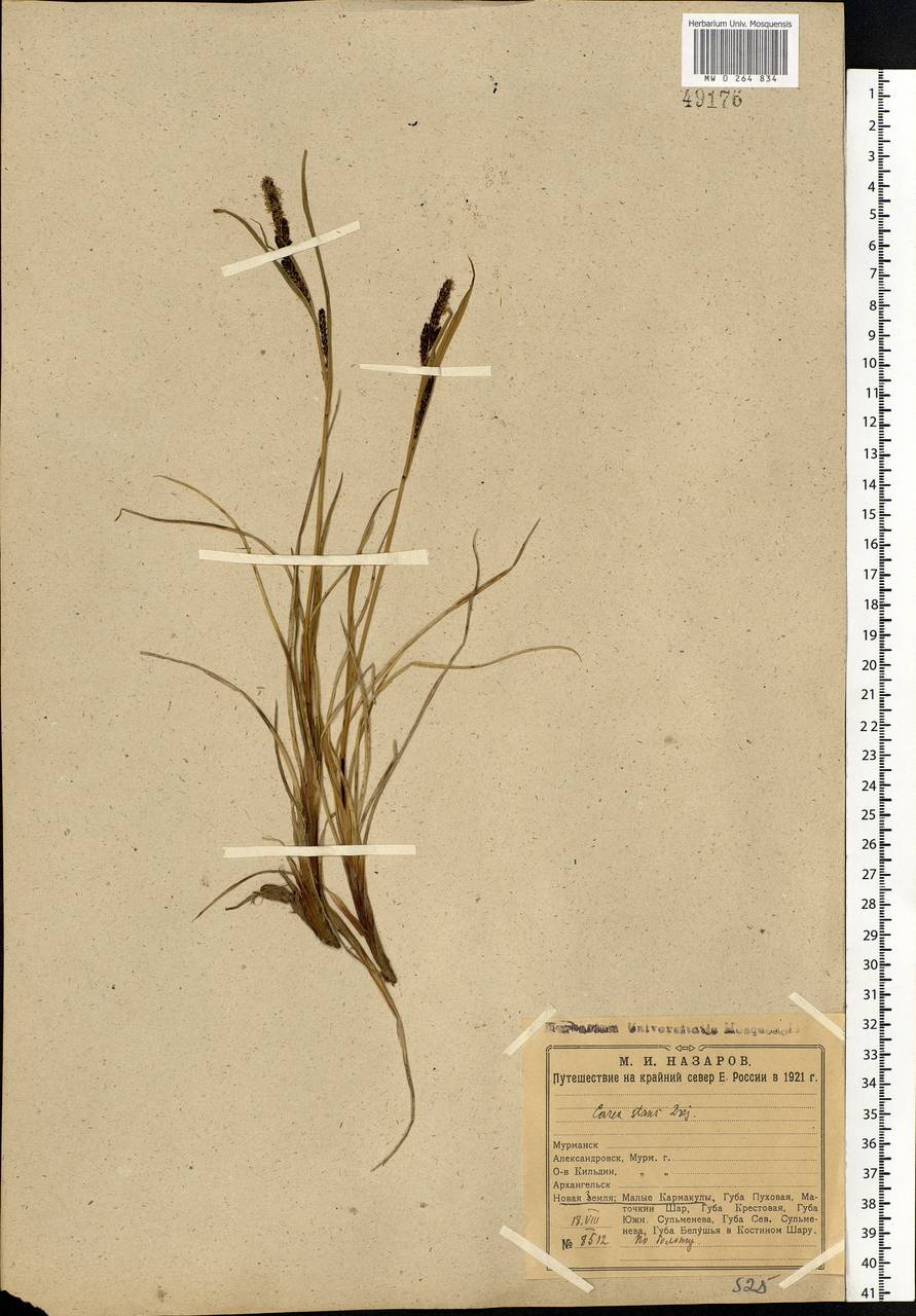 Carex aquatilis Wahlenb., Eastern Europe, Northern region (E1) (Russia)
