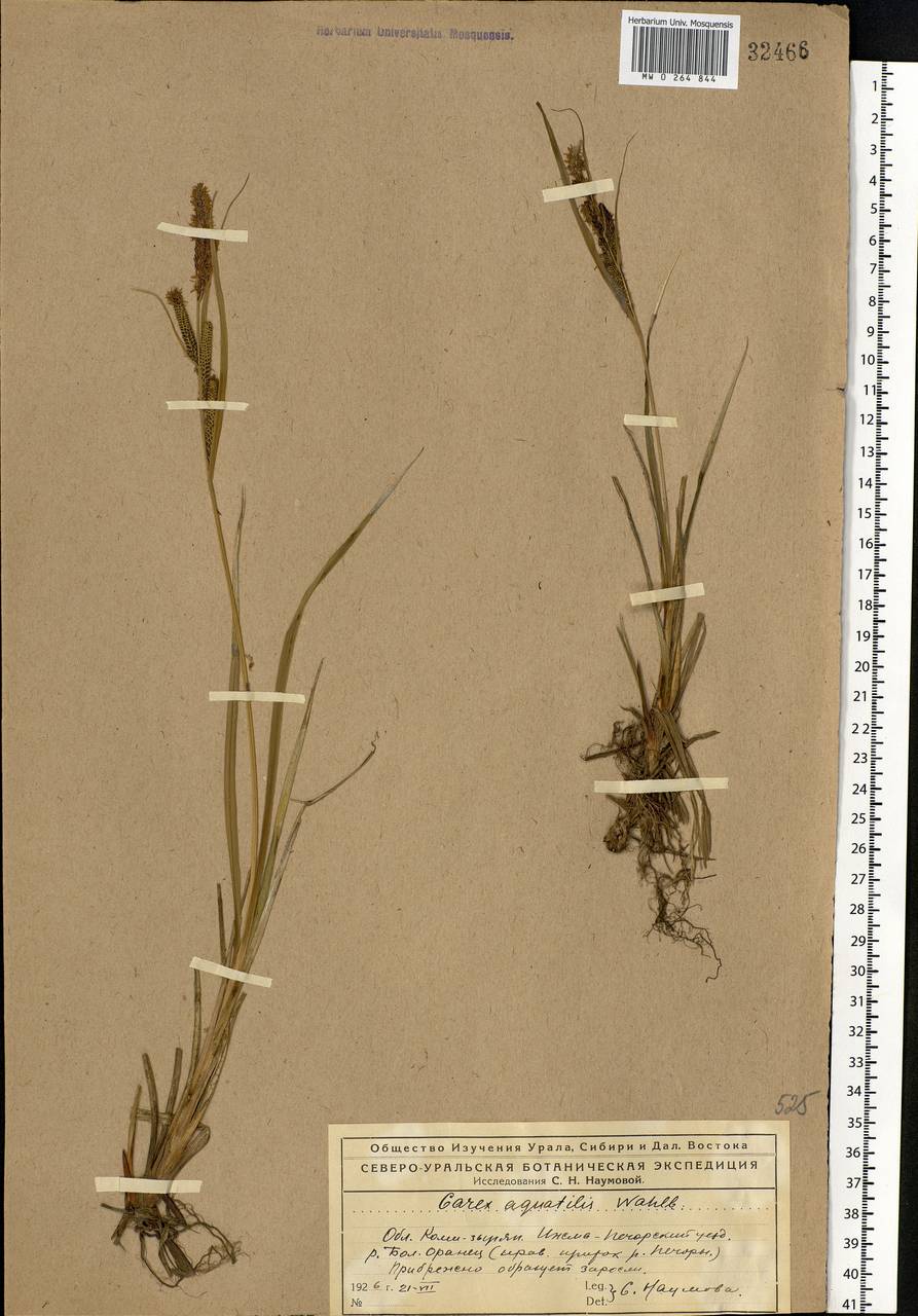 Carex aquatilis Wahlenb., Eastern Europe, Northern region (E1) (Russia)