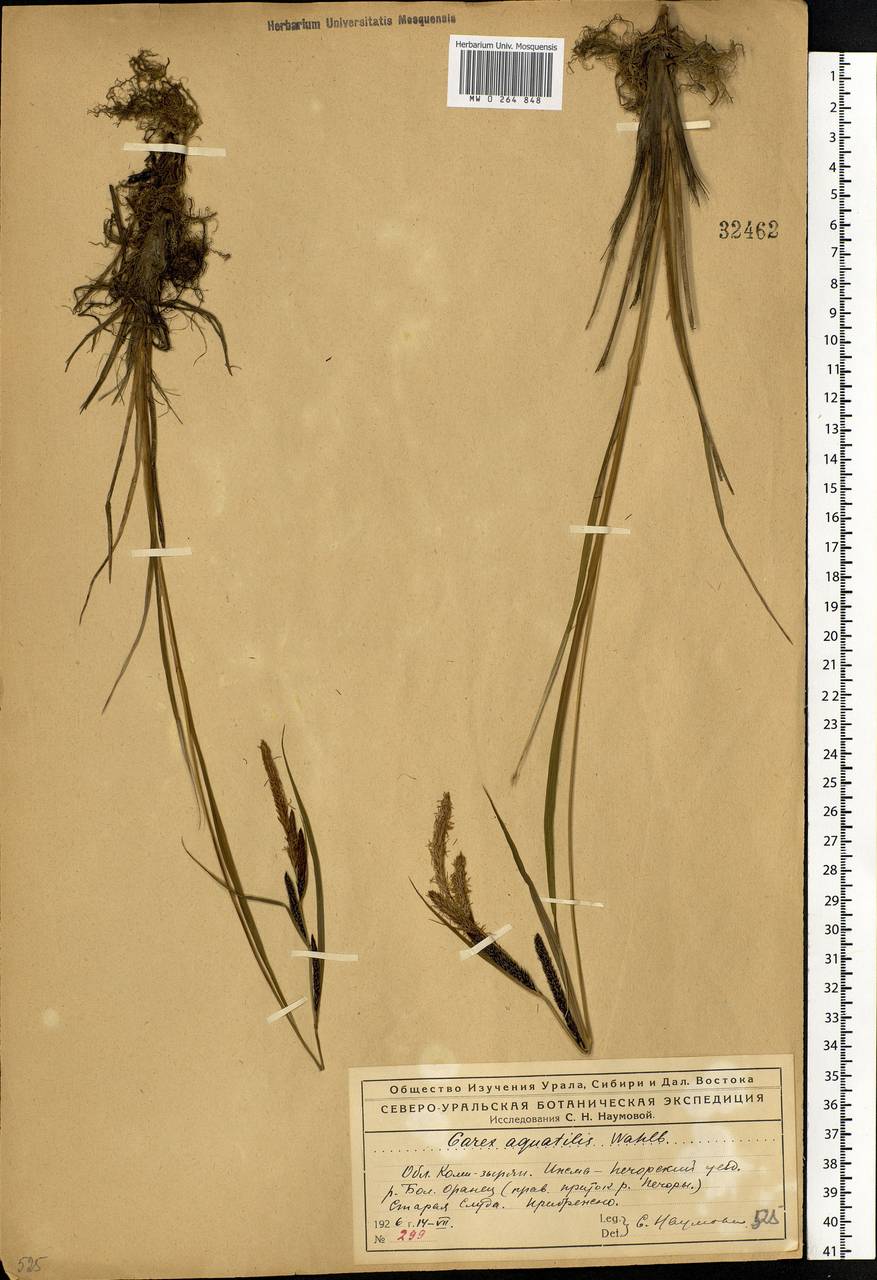 Carex aquatilis Wahlenb., Eastern Europe, Northern region (E1) (Russia)