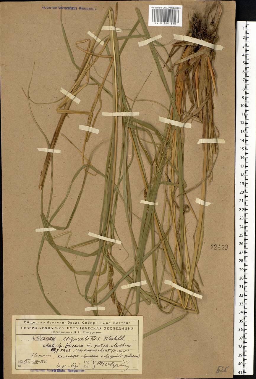 Carex aquatilis Wahlenb., Eastern Europe, Northern region (E1) (Russia)