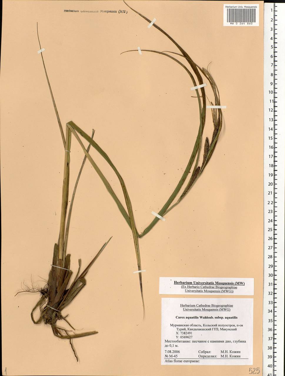 Carex aquatilis Wahlenb., Eastern Europe, Northern region (E1) (Russia)