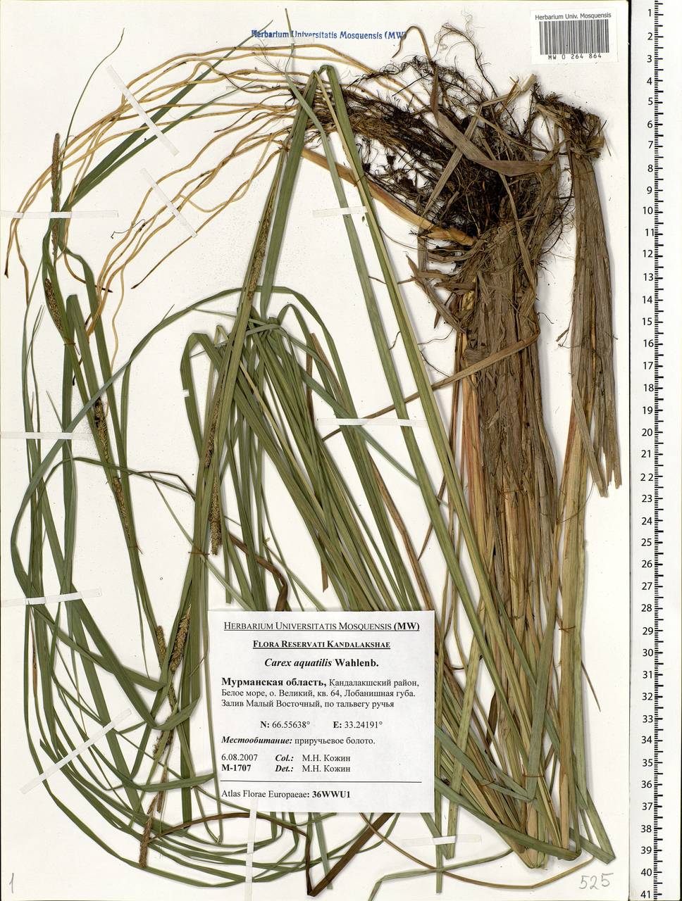 Carex aquatilis Wahlenb., Eastern Europe, Northern region (E1) (Russia)