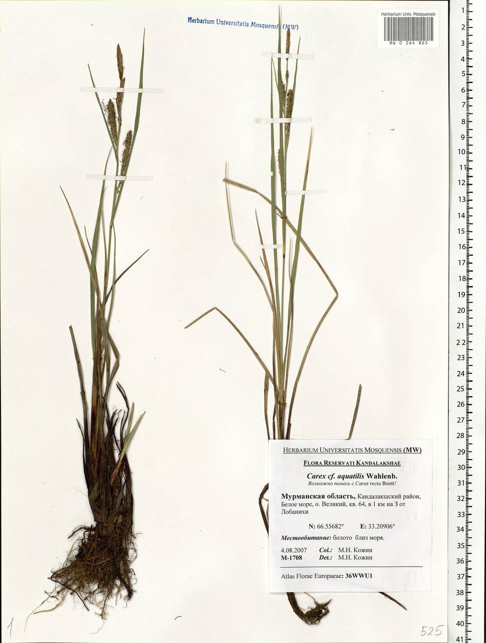 Carex aquatilis Wahlenb., Eastern Europe, Northern region (E1) (Russia)