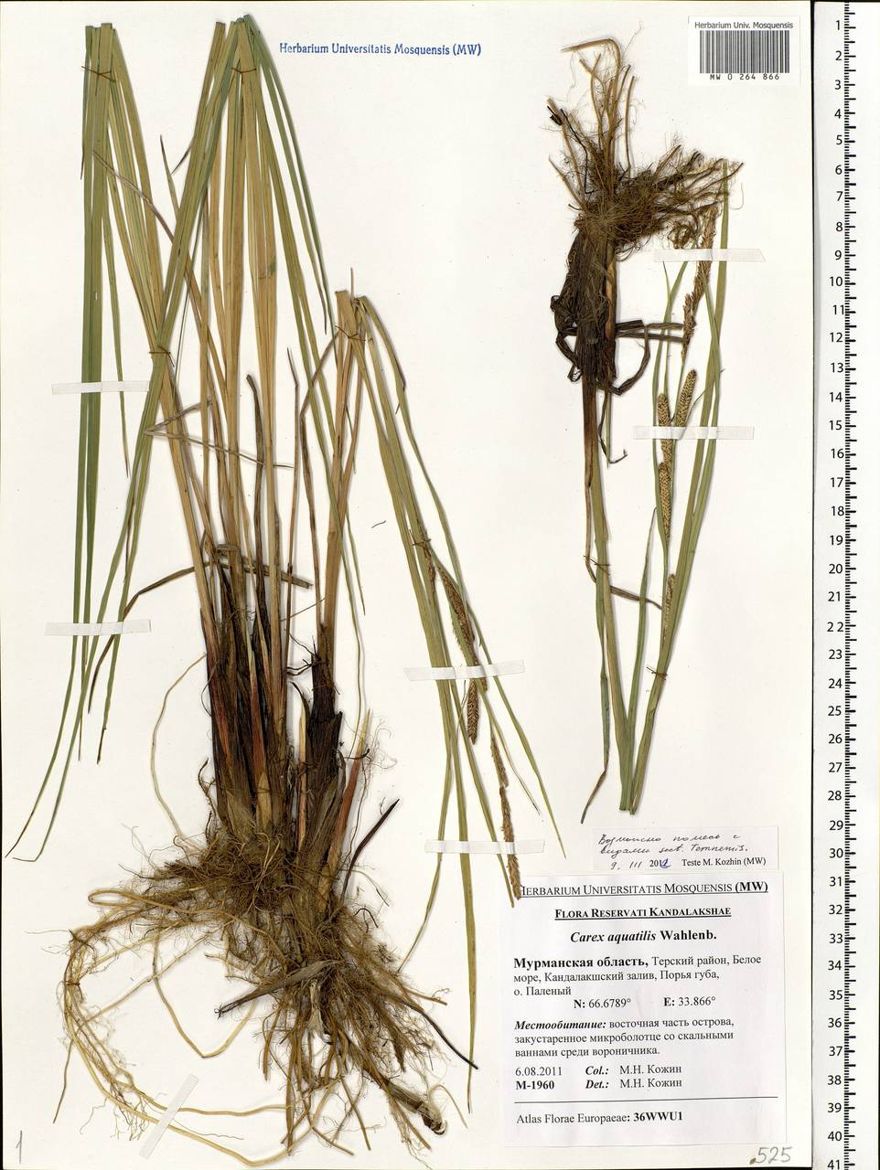 Carex aquatilis Wahlenb., Eastern Europe, Northern region (E1) (Russia)