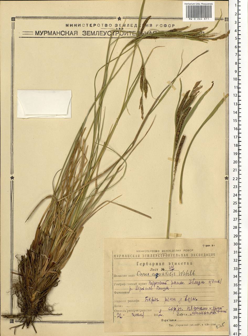 Carex aquatilis Wahlenb., Eastern Europe, Northern region (E1) (Russia)