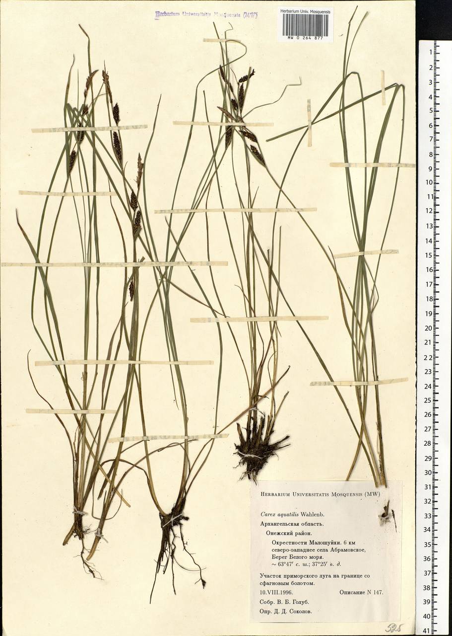 Carex aquatilis Wahlenb., Eastern Europe, Northern region (E1) (Russia)