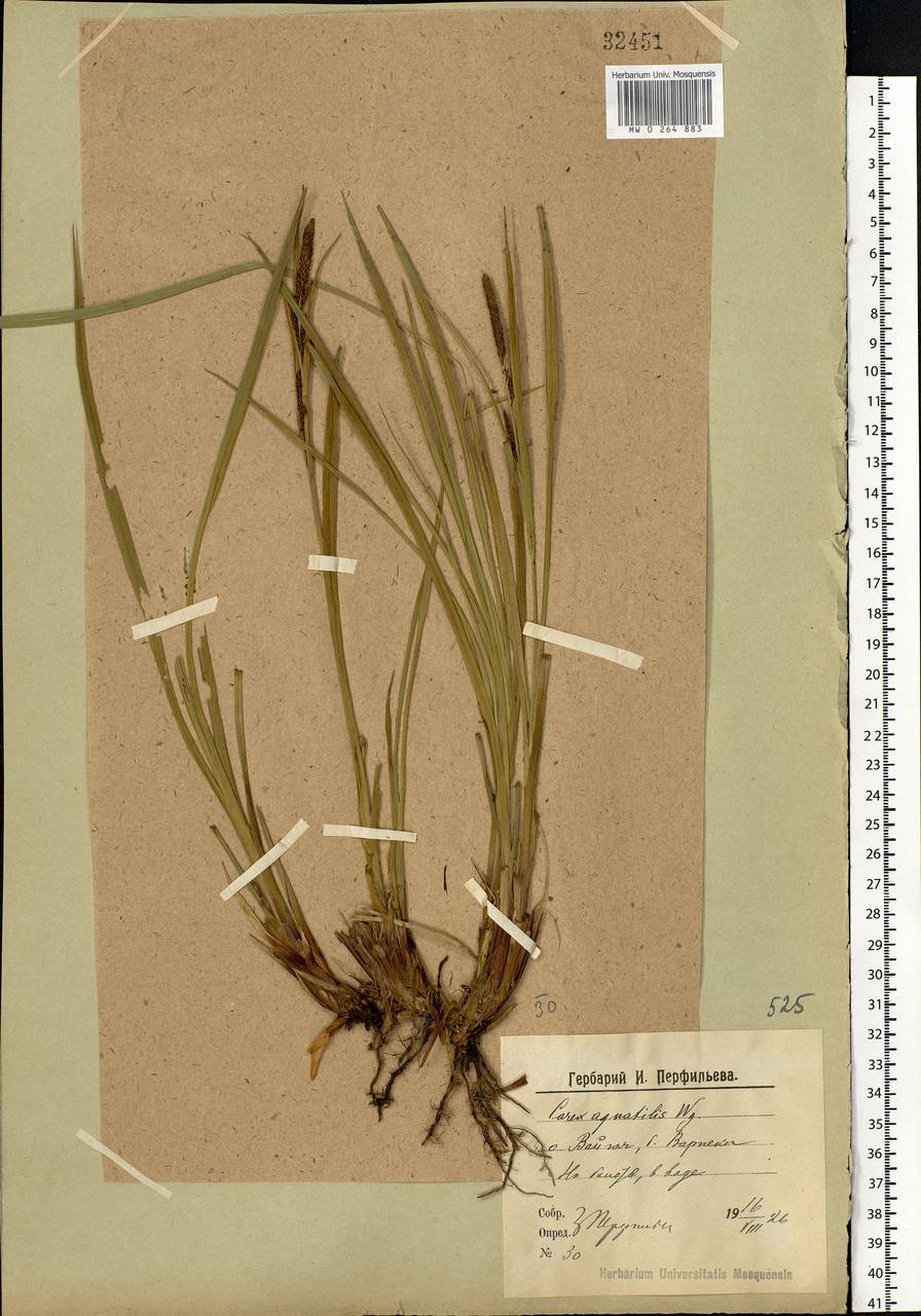 Carex aquatilis Wahlenb., Eastern Europe, Northern region (E1) (Russia)