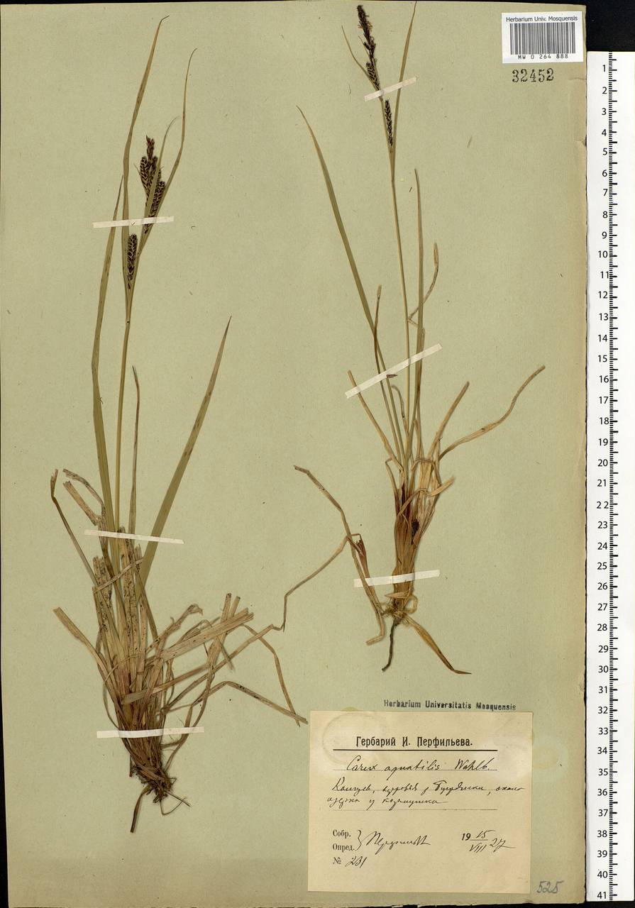 Carex aquatilis Wahlenb., Eastern Europe, Northern region (E1) (Russia)