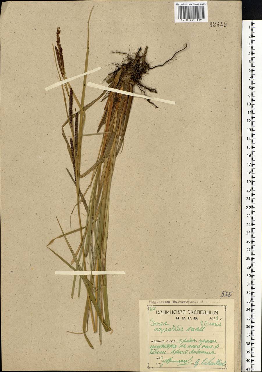 Carex aquatilis Wahlenb., Eastern Europe, Northern region (E1) (Russia)