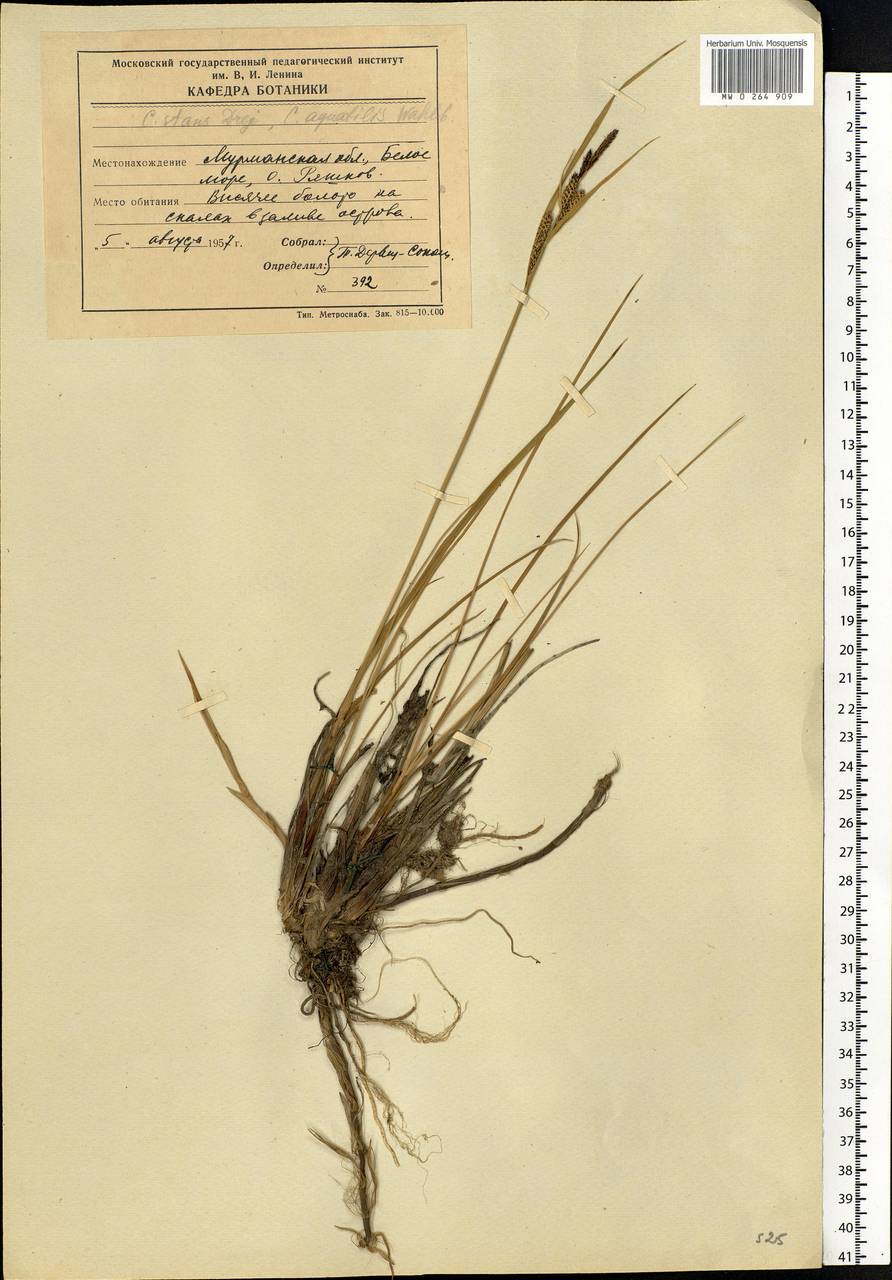 Carex aquatilis Wahlenb., Eastern Europe, Northern region (E1) (Russia)