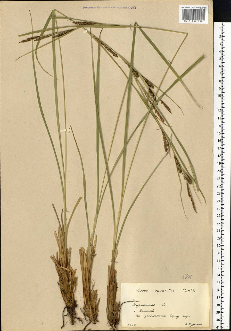 Carex aquatilis гербарий