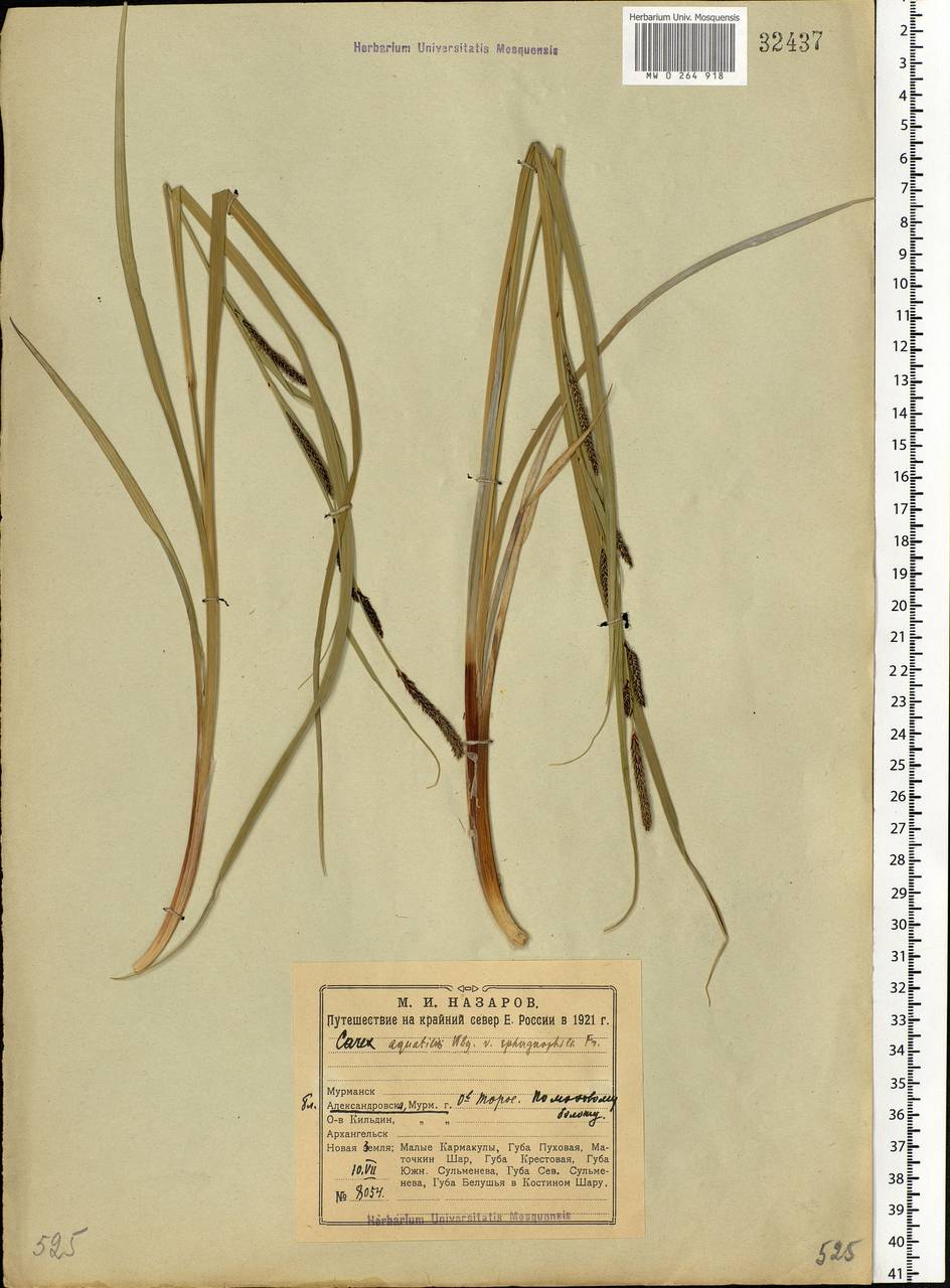 Carex aquatilis Wahlenb., Eastern Europe, Northern region (E1) (Russia)