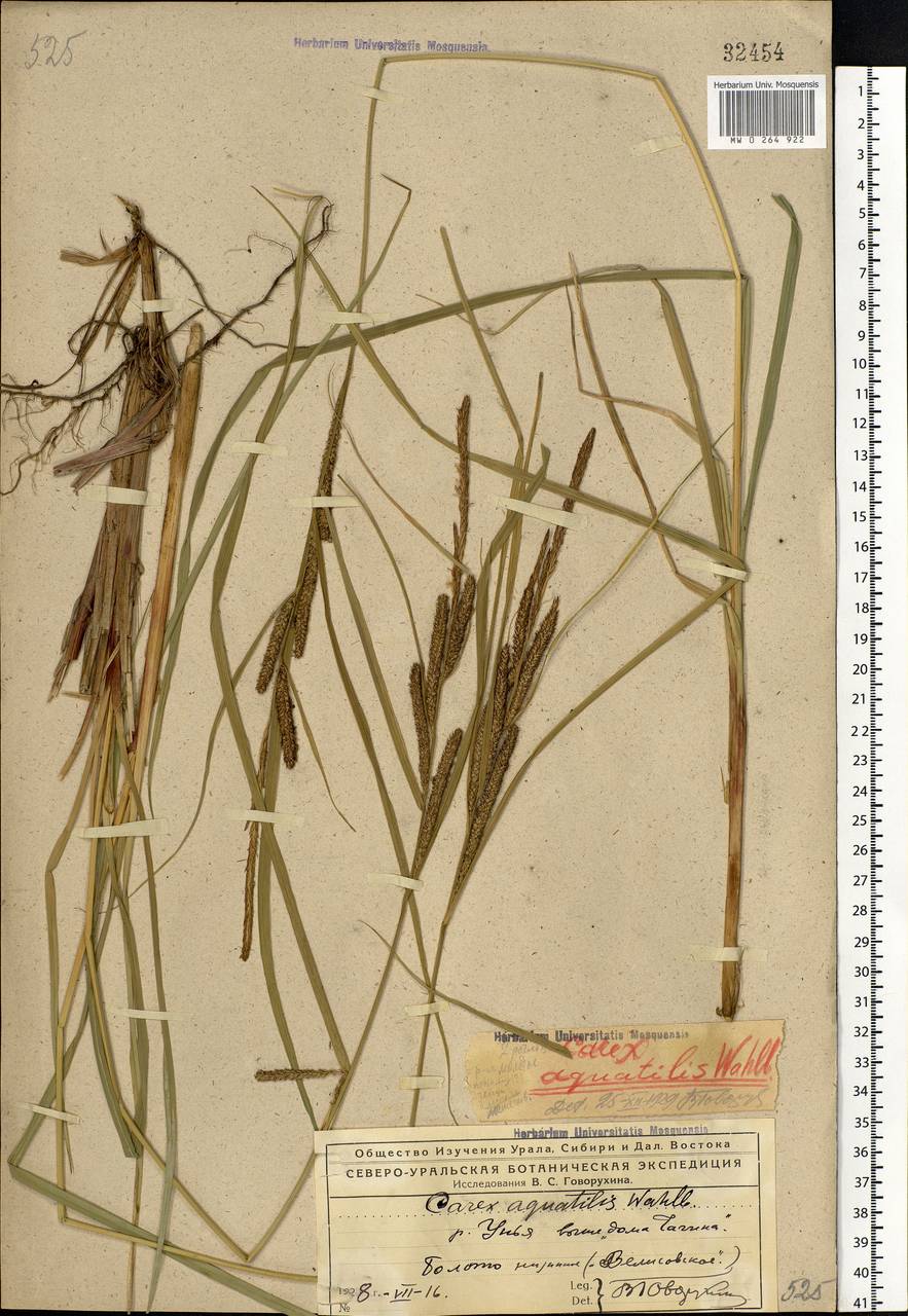 Carex aquatilis Wahlenb., Eastern Europe, Northern region (E1) (Russia)