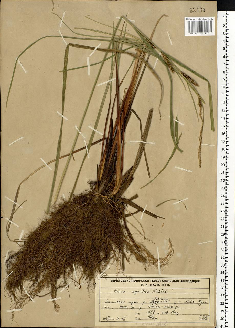 Carex aquatilis Wahlenb., Eastern Europe, Northern region (E1) (Russia)