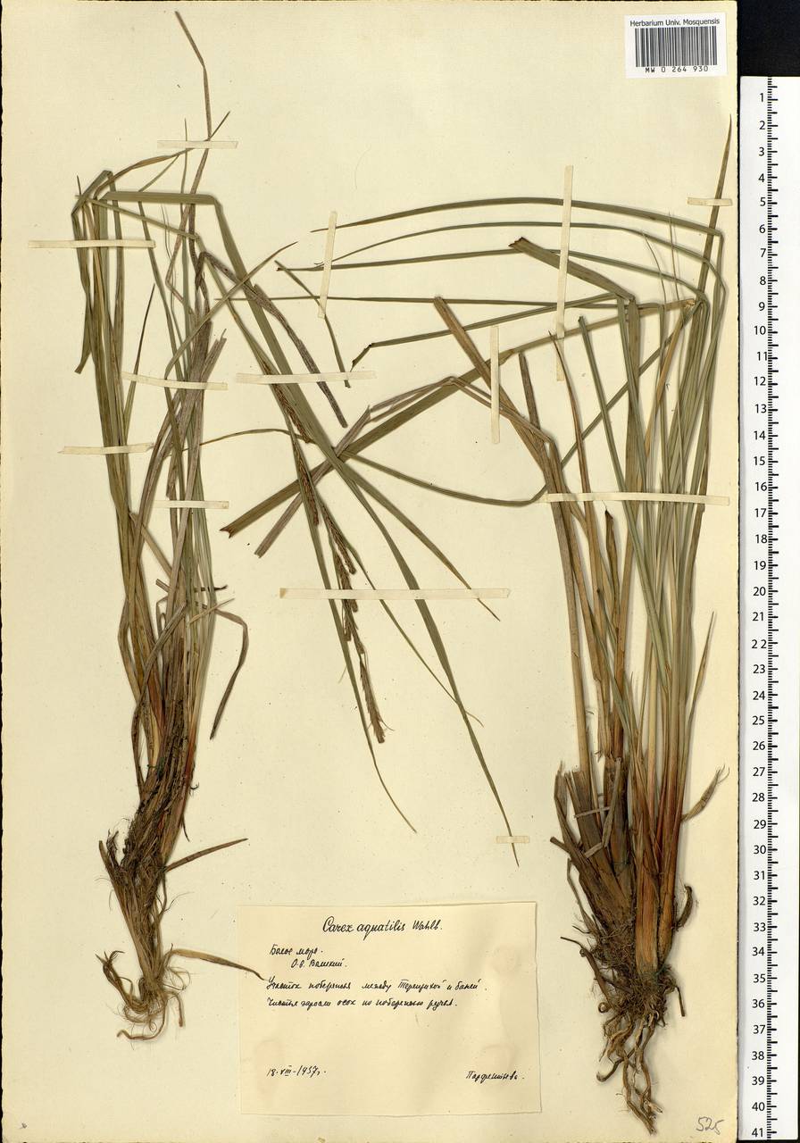 Carex aquatilis Wahlenb., Eastern Europe, Northern region (E1) (Russia)